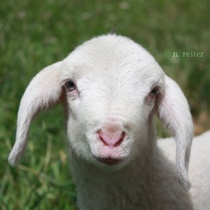 portrait eines lamm