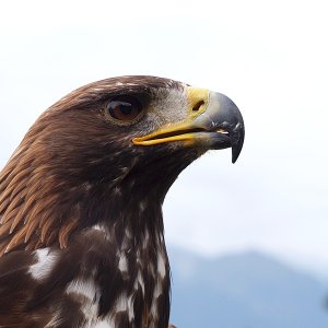 Steinadler