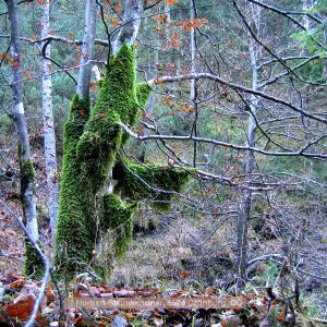 Moosskulptur