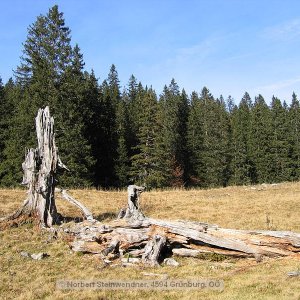 Medium 'Tot - aber dauerhaft' in der Kategorie 'Bäume'