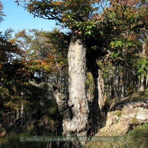 Herbstbaum