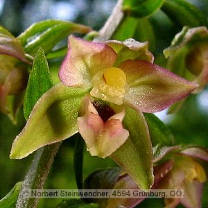 Einzelblüte Orchidee