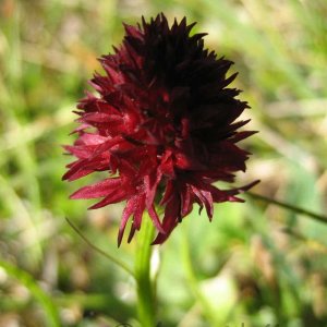 Kohlröserl - Nigritella nigra