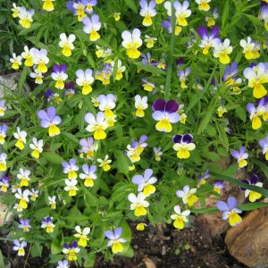 Wildes Stiefmütterchen - Viola tricolor