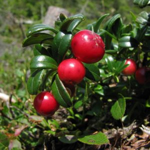 Preiselbeere - Vaccinium vitis-idaea