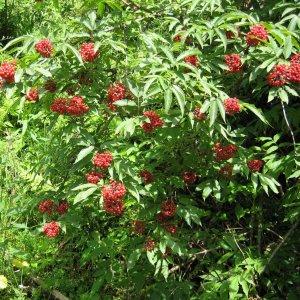 Medium 'Roter Holunder - Sambucus racemosa' in der Kategorie 'Sträucher'