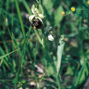 Ophrys holoserica (Hummelragwurz)