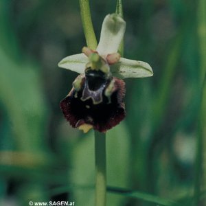 Ophrys elatior (Kleine Hummel-Ragwurz)