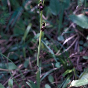 Ophrys incectifera (Fliegen-Ragwurz)