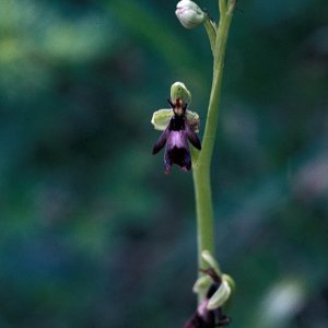 Ophrys incectifera (Fliegen-Ragwurz)