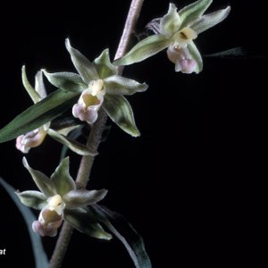 Epipactis sp. (Stendelwurz)