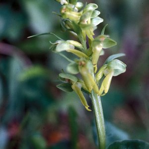 Grüne Hohlzunge (Coeloglossum viridae)