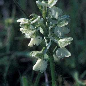 Kleines Knabenkraut (Orchis morio)