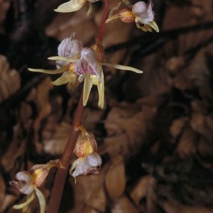 Widerbart (Epigonium aphyllum)