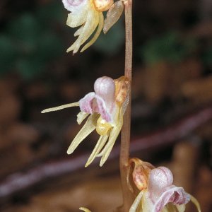 Medium 'Alpenpflanze' in der Kategorie 'heimische Orchideen (Untergruppe der Blütenpflanzen)'