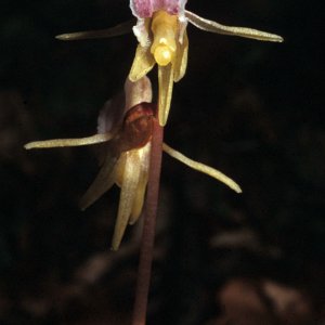 Widerbart (Epigonium aphyllum)