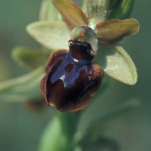 Ophrys (Ragwurz), wahrscheinlich Ophrys holosericea, die Hummelragwurz