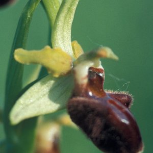 Ophrys sphegoides (Spinnenragwurz) oder araneola (Kleine Spinnenragwurz)