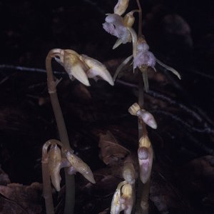 Widerbart (Epipogium aphyllum)