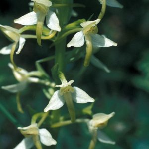 Waldhyazinthe (Platanthera sp.)