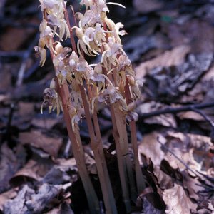 Widerbart (Epigonium aphyllum)