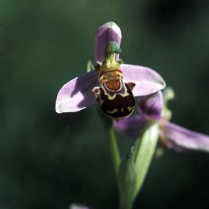 Bienen-Ragwurz (Ophrys betteronii)