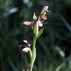 Bienen-Ragwurz (Ophrys betteronii)