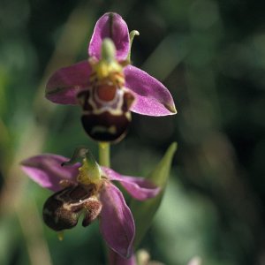 Bienen-Ragwurz (Ophrys betteronii)