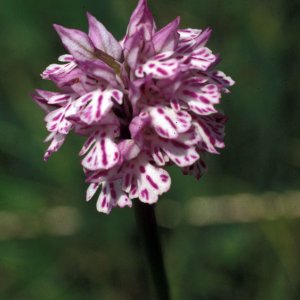 Dreizähniges Knabenkraut (Orchis tridentata)