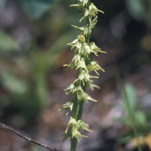 Kleine Einknolle (Herminium monorchis)