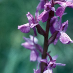 Knabenkraut (Dactylorhiza sp.)