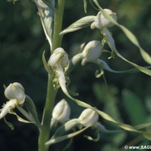 Adriatische Riemenzunge (Himantoglossum adriaticum)