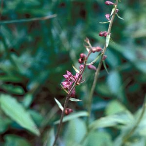 Braunrote Stendelwurz (Epipactis atrorubens)