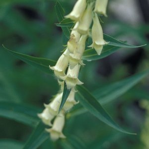 Medium 'Gelber Fingerhut (Digitalis lutea)' in der Kategorie 'Blütenpflanzen'