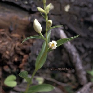 Weißes Waldvögelein (Cephalanthera damasomium)