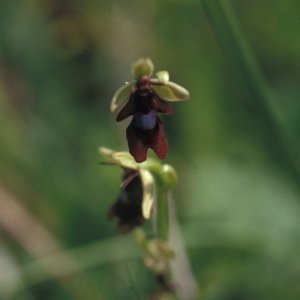 Fliegen-Ragwurz (Ochrys insectiflora)