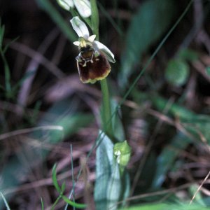 Hummel-Ragwurz (Ophrys holoserica)