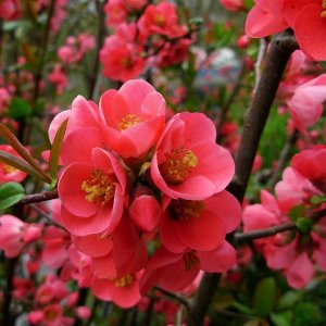 Scheinquitte - Chaenomeles japonica