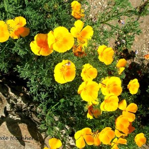 Kalifornischer Mohn - Eschscholzia californica