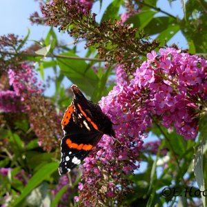 Sommerflieder - Buddleja davidii