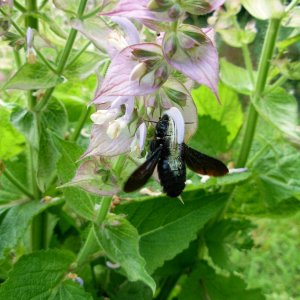 Muskatellersalbei - Salvia sclarea (2)