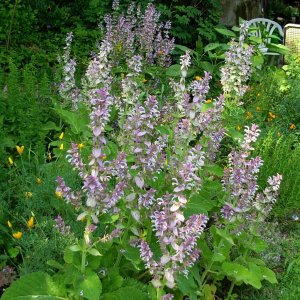 Muskatellersalbei - Salvia sclarea