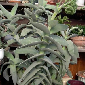Sicheldickblatt - Crassula falcata