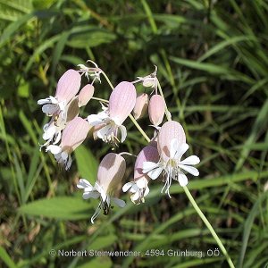 Blasen-Leimkraut (Silene vulgaris)