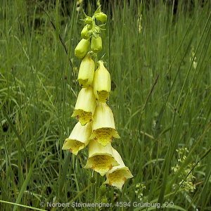 Groß-Fingerhut (Digitalis grandiflora)