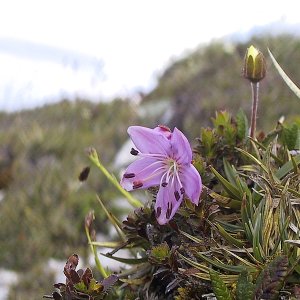 Zwergalpenrose (Rhodothamnus chamaecistus)