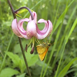 Türkenbund-Lilie (Lilium martagon)