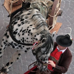 Landesfestumzug 2009