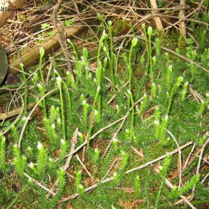 Bärlapp - Lycopodium