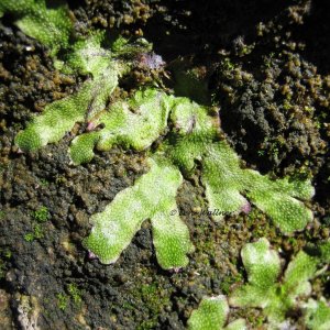 Brunnenlebermoos - Marchantia polymorpha